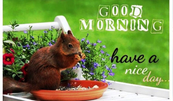 Funny Good Morning Picture